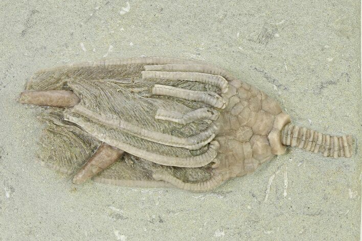 Macrocrinus Crinoid with Rare Split Anal Tube Pathology - Indiana #325655